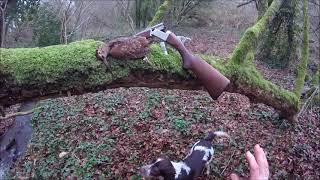 Chasse à la bécasse dans le Finistère , la bécasse du jour de l'an ,01/01/2025.