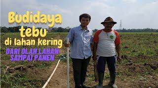 TEKNOLOGI BUDIDAYA TEBU LAHAN KERING | SUGAR CANE CULTIVATION TECHNOLOGY IN DRY LAND IN INDONESIA