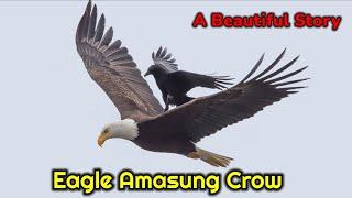 Eagle Amasung Crow || A Beautiful Story Manipur