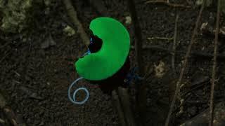 Wilson's bird of paradise - BBC Planet  Earth II - Episode 2 "Jungles"