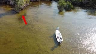 Drone View of Saltwater Fly Fishing Snook in Charlotte Harbor