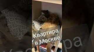 квартира в Москве