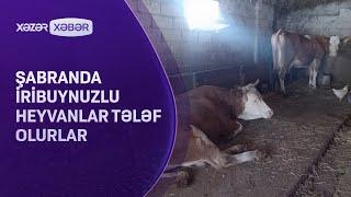 Şabranda iribuynuzlu heyvanlar tələf olurlar