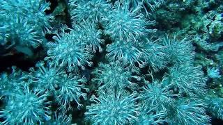 Очень красивое видео #8. Дайвинг, подводный мир.