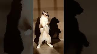 Dance Battle Gone Wild – Cat vs  Its Own Shadow #shortsvideo #cat
