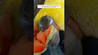 Rescue a newborn squirrel stuck in a tree #animalshorts #shortvideo #animalrescue