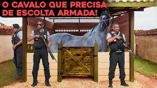 COMO VIVE O CAVALO MAIS CARO DO BRASIL DE 16 MILHÕES DE REAIS?