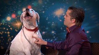 Dog sings Whitney Houston | Belgium's Got Talent | VTM