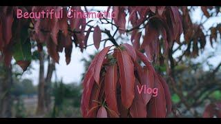 Village Beautiful Natural Cinematic Vlog | Royel Vlogs