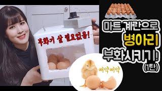 마트 계란으로 병아리 부화시키기!(1탄)/부화기 만들기