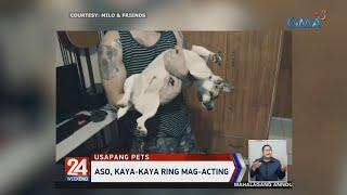 24 Oras: Aso, kaya-kaya ring mag-acting