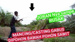 CASTING IKAN GABUS DI BAWAH POHON SAWIT