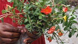 #PORTULACA  #cuttings #Unboxing ️