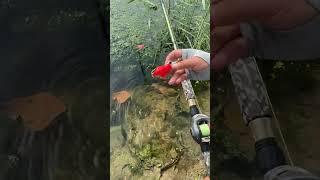 Best fishing rod in cheap rate #viralvideo #shorts #youtubeshorts