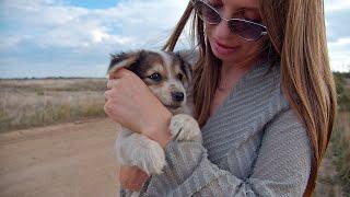 He Grabbed my Hand and Asked to Take him Home... stray puppy in the middle of nowhere