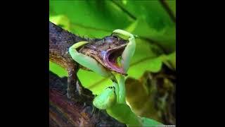 fight between praying mantis and lizard 