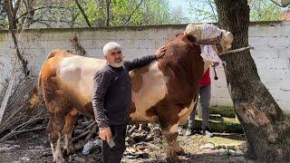 1 TON BULL SCHNÄPPCHEN 2024