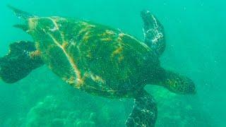 Snorkeling On Maui