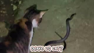 SNAKE vs. CAT | Serious Fight or Friendly Banter #snakevideo #snakegame #catvssnake