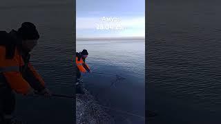 Открытие сезона,река Амур, г.Хабаровск,тянемпотянем#амур#сазан#хабаровск#рыбалка#fishing#fish#shorts