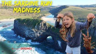 Ella experiences the Sardine Run Madness of the Transkei, South Africa. (Crayfish, Dolphins, Whales)