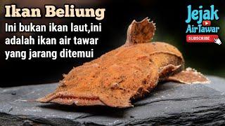 Kenali ikan beliung,antara ikan tempatan yang kurang dikenali