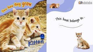 SEE HOW THEY GROW - KITTEN