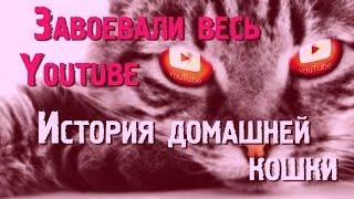 Они завоевали весь Youtube  История домашней кошки!