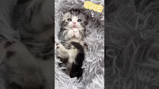 Jumping Cats & Wiggly Paws! Too Cute to Miss!  #CutenessOverload #KittenFun #MeowMoments