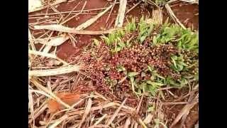 Sorgo Forrajero dulce de Biosoluciones para alimentación de Vacas lecheras.