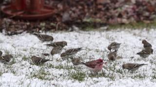 Pine Siskins and Cassin's Finch feeding after a snow storm