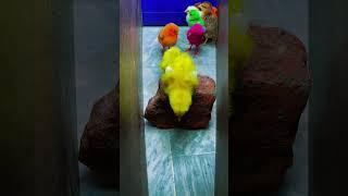 Cute, colorful chicks #murgi #chicks #voice #shorts