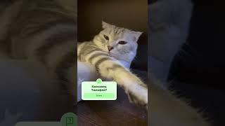 Кот Тимофей #кот #приколы #животные