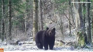 Huge and massive Ussuri brown bear.