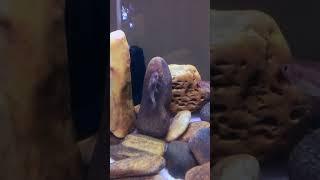 SATISFYING beautiful AQUARIUM #shortvideo #shorts