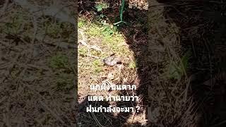 นกนอนผึ่งขนตากแดด เขาว่าฝนจะตกจริงไหม