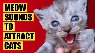 Meows to ATTRACT Cats (Meow Sounds to Attract Cats). Cats Meowing Sound Effects