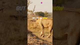 Roaring Facts About Lions You Didn't Know! #wildlife #lions  #wildlifefacts  #animalshorts  #animals