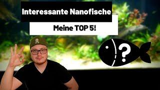 TOP 5 NANOFISCHE | Interessante Fische für kleine Aquarien