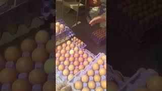 كرتونه البيض ب١٠٠ج وتحدي الغلاء#مصر #اكسبلور #فلوجات #food #تجميل #إسكندرية #فولو #تحدي #بيض #