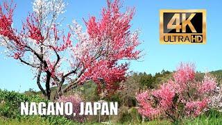 Spring beauty of the Japanese outback. Cherry blossoms in Nagano Prefecture.