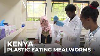 Kenya pollution: Plastic-eating mealworms offer hope for waste crisis