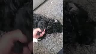 CUTE dog that can sing!