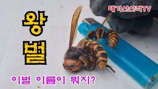 크다 커 정말크다 이거 뭐지? #왕벌#말벌#장수말벌#꿀벌#양봉#토봉#봉평#평창#