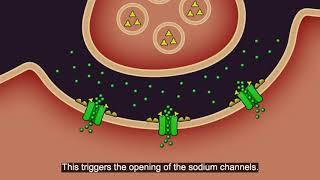 Resistance101 - Insecticide classes & modes of action