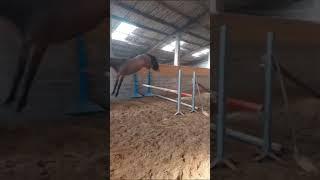 4 yo mare by Peppermill  #horse  #equestrian #jumping