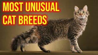 10 Most Unusual Cat Breeds In The World