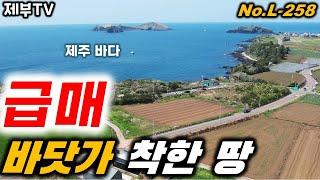 (급매) 충격적인 금액 인하!! 제주도 토지 가격이 많이 좋아지고 있습니다