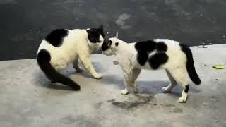 Luckily to see the both cat singing front of the house, very tempting sound #malaysia #cat #singing