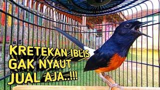 SIULAN & KRETEKAN KERAS Murai Batu Dijamin 100% Ampuh Memancing EMOSI !!